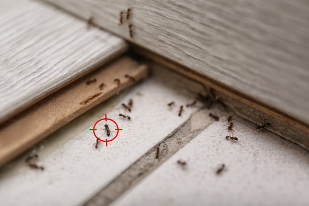 Best Commercial Pest Control Services  in Eden Prairie, MN