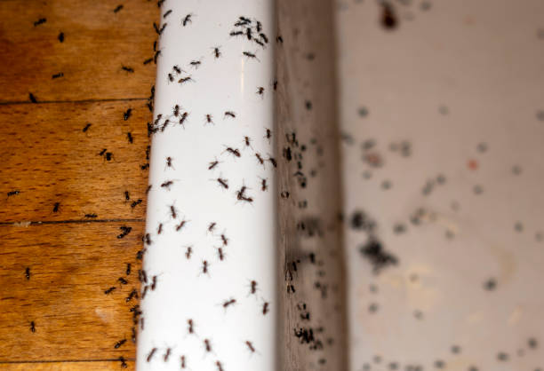 Best Best Pest Control Companies  in Eden Prairie, MN