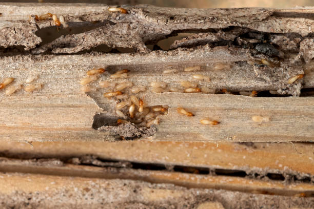 Best Best Pest Control Companies  in Eden Prairie, MN